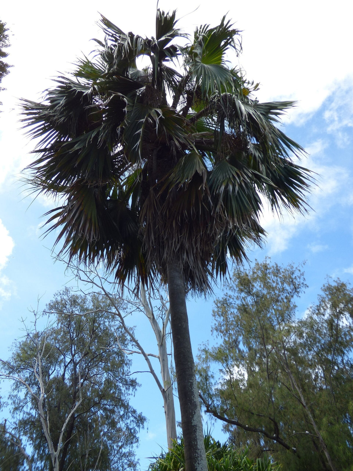 Pritchardia hillebrandii – mature plant