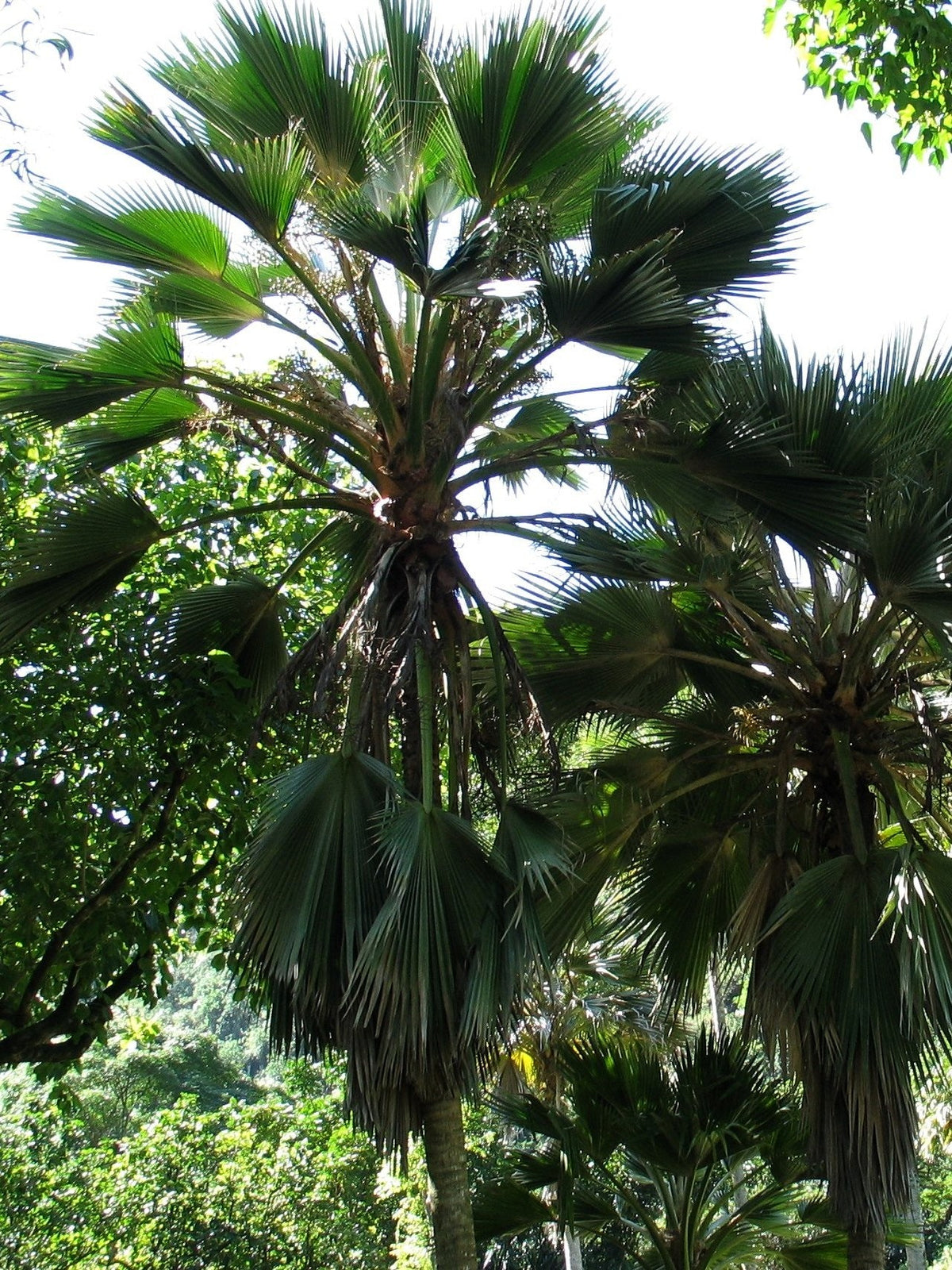 Pritchardia hillebrandii – mature plant
