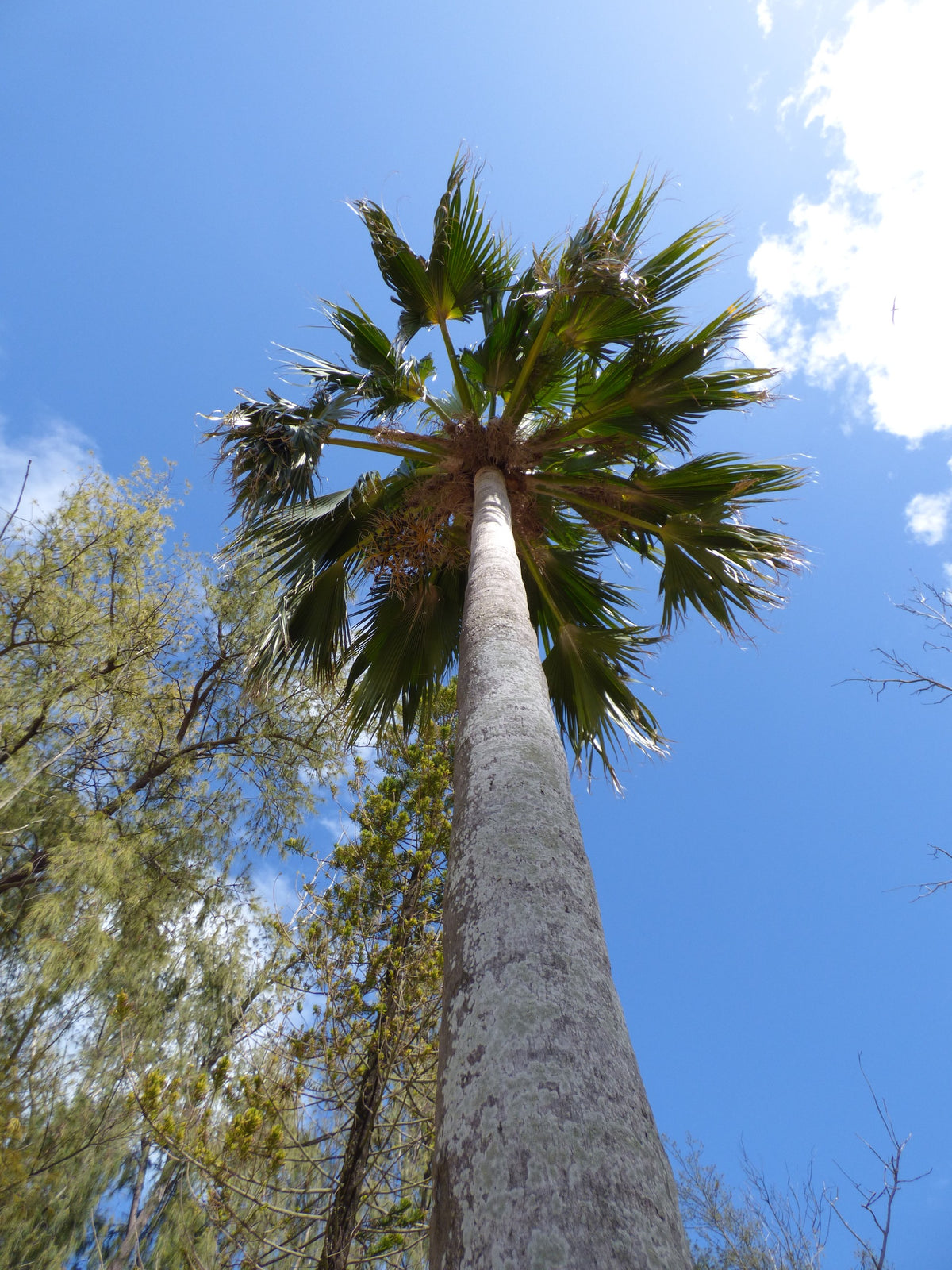 Pritchardia hillebrandii – in habitat