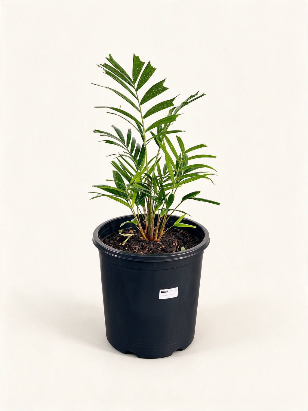 Ptychosperma burretianum