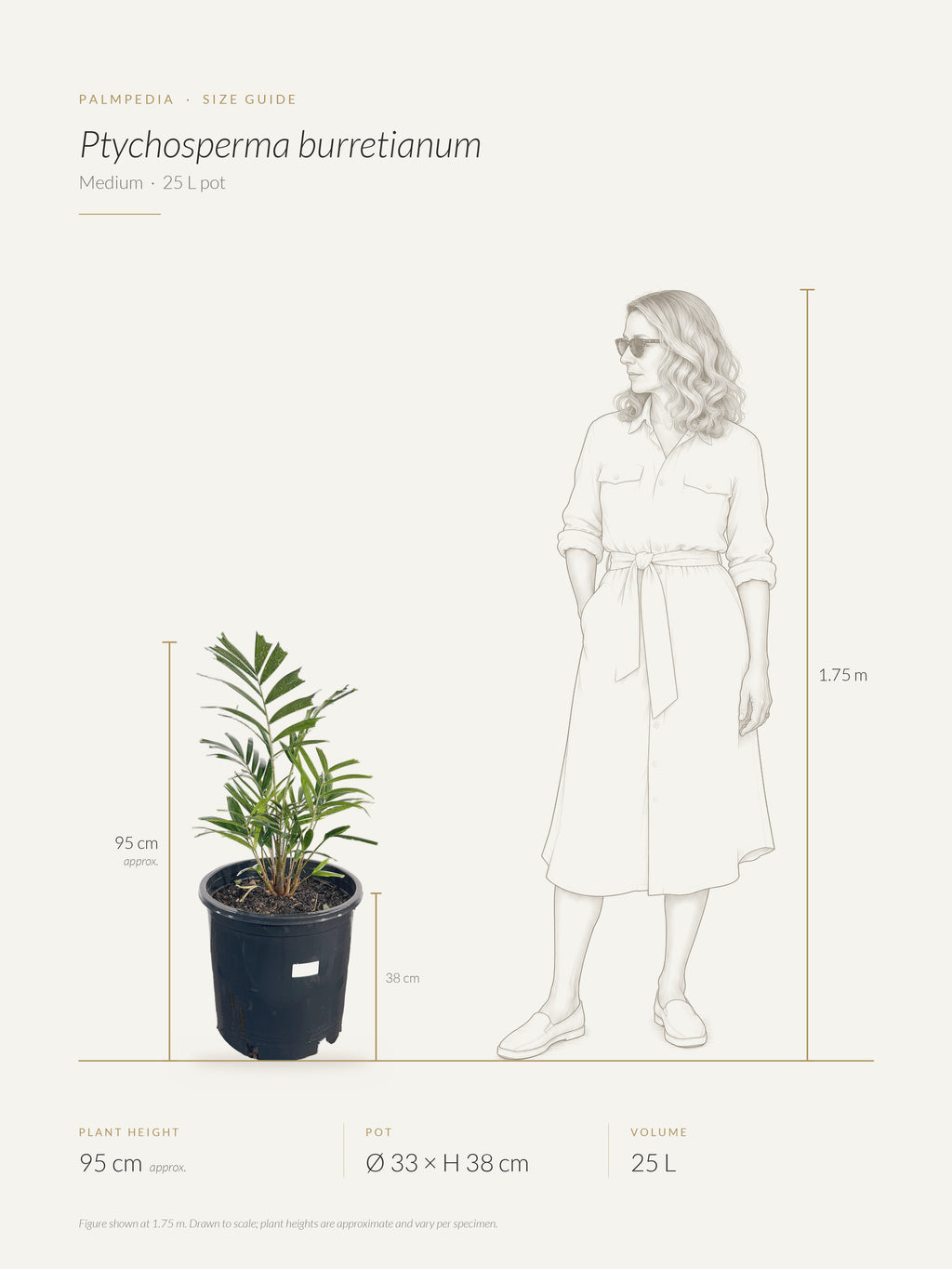 Ptychosperma burretianum – size guide