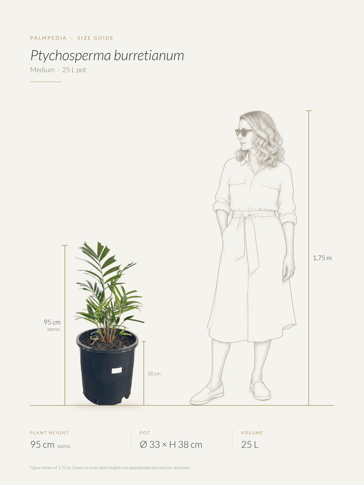 Ptychosperma burretianum – size guide