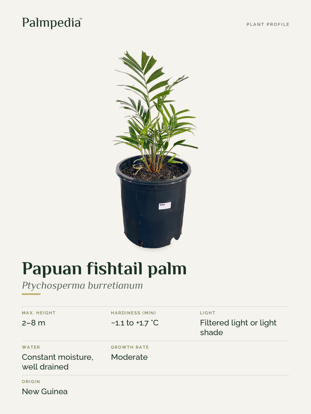 Ptychosperma burretianum – plant profile