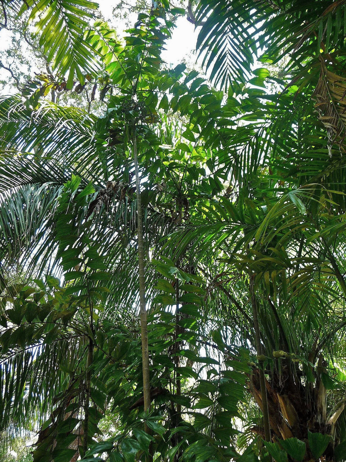 Ptychosperma burretianum – mature plant
