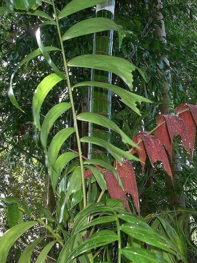 Ptychosperma burretianum – mature plant