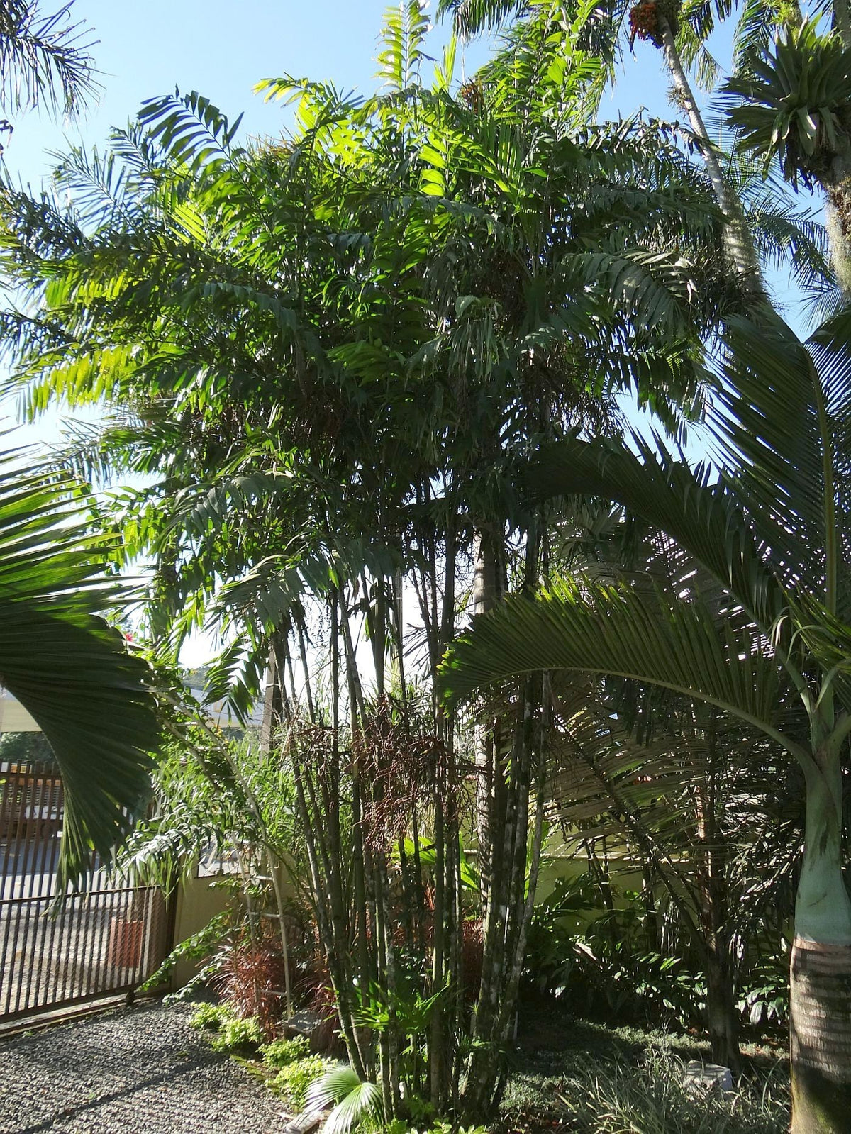 Ptychosperma burretianum – in habitat