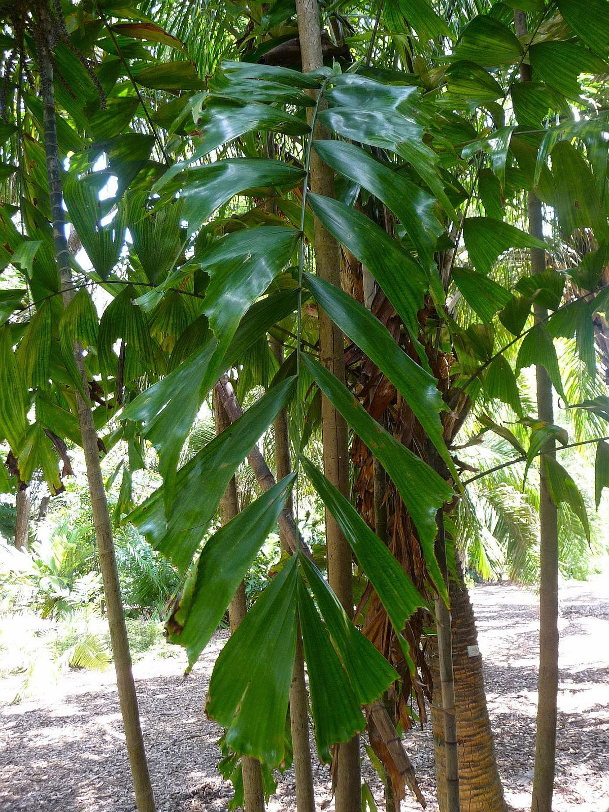 Ptychosperma burretianum – in habitat