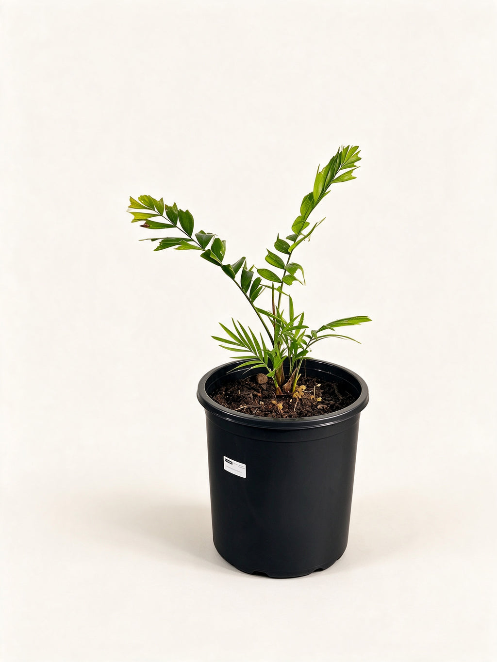 Ptychosperma cuneatum