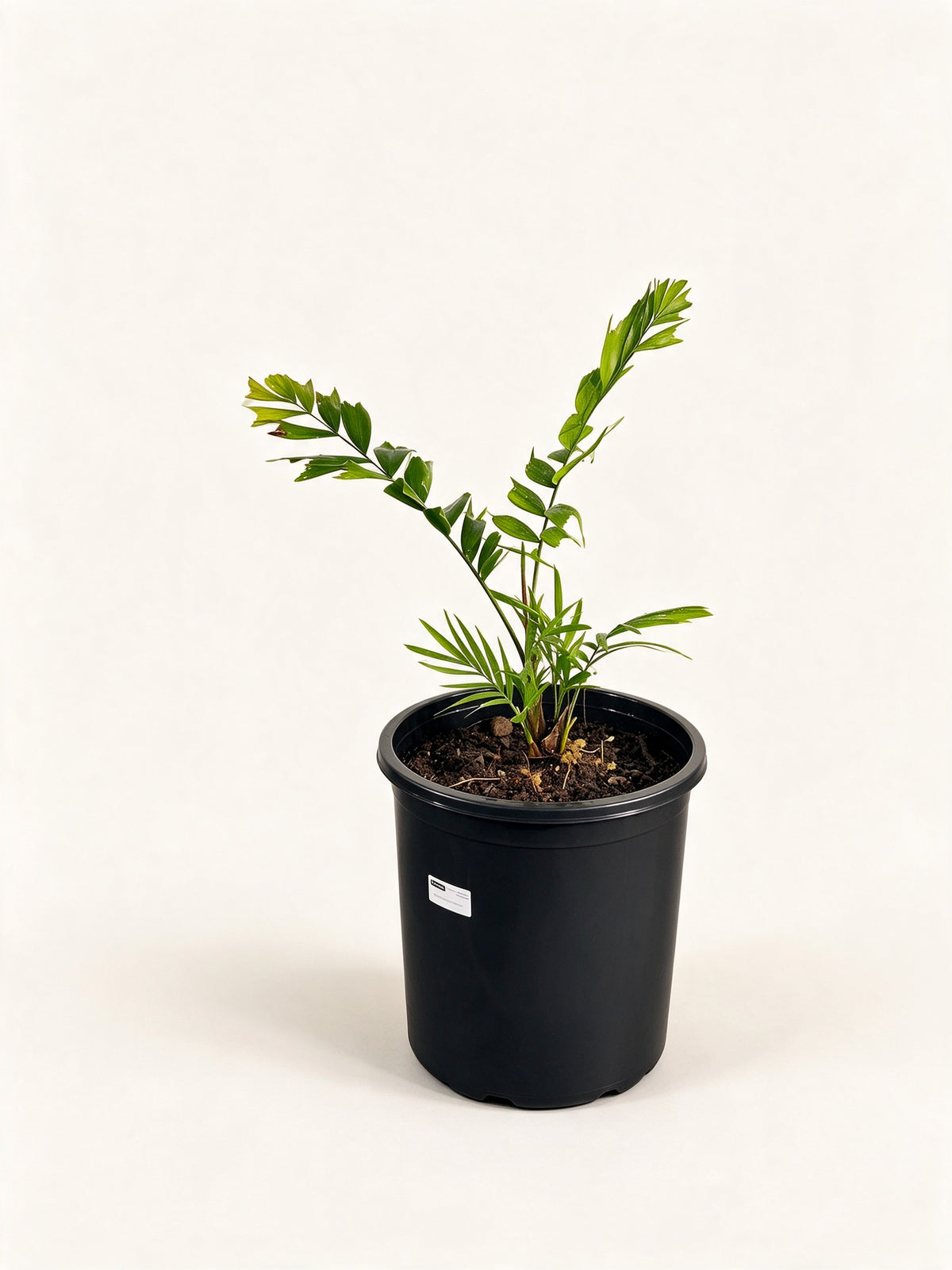 Ptychosperma cuneatum