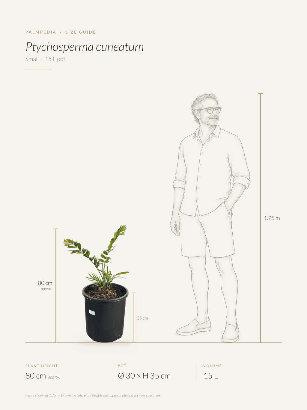 Ptychosperma cuneatum – size guide