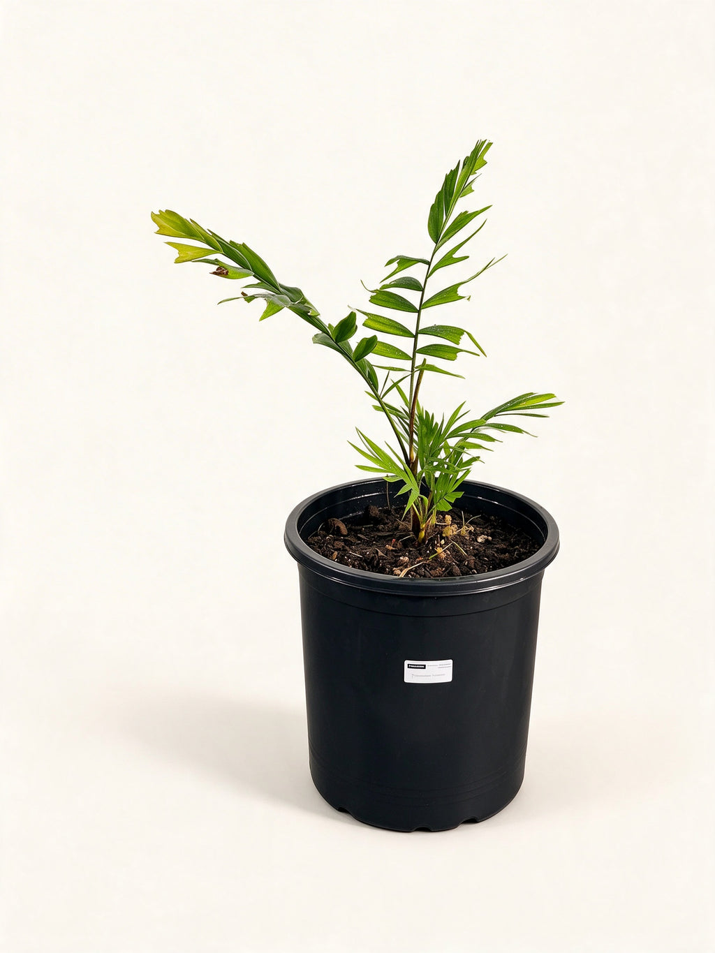 Ptychosperma cuneatum