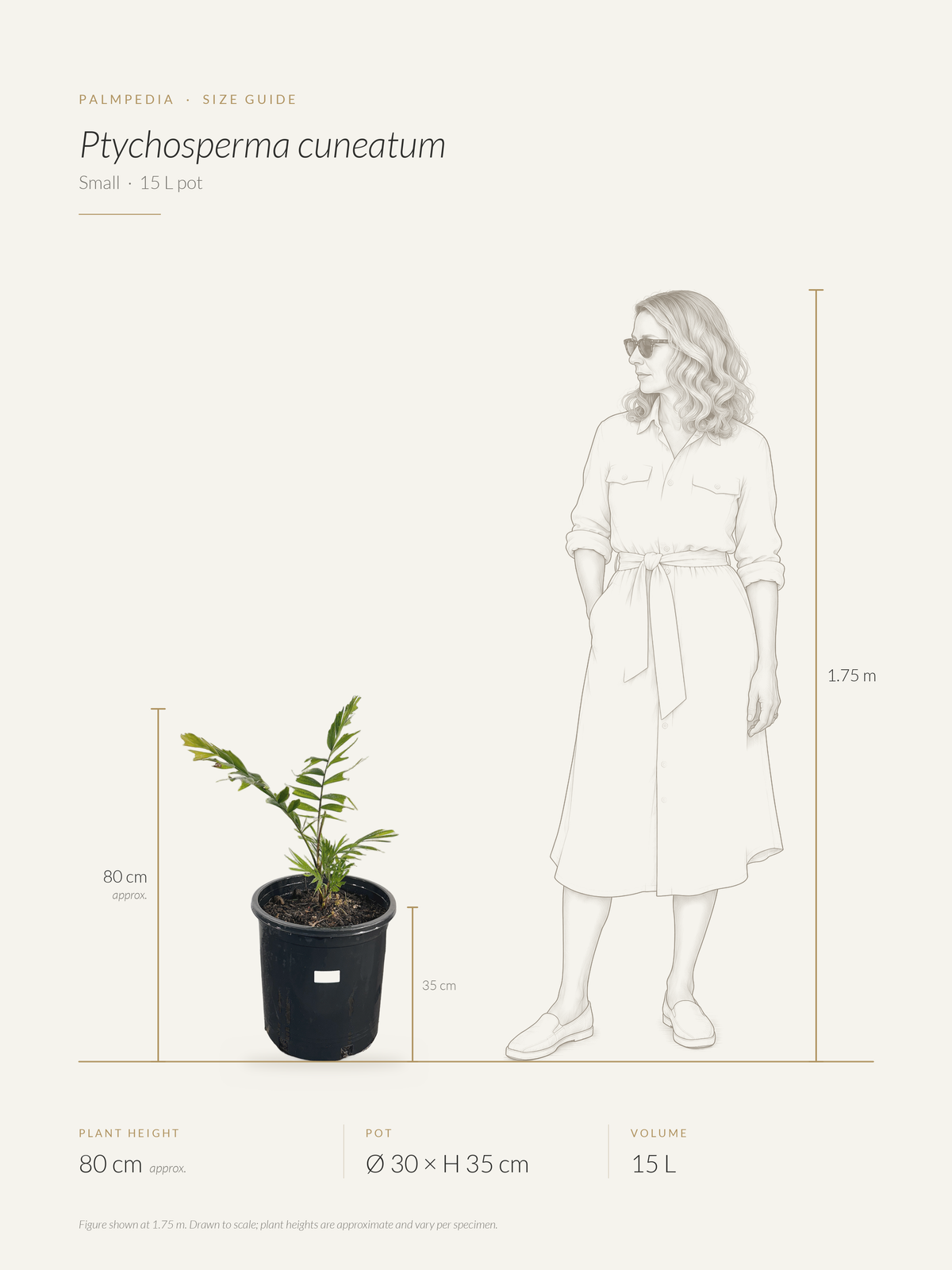Ptychosperma cuneatum – size guide