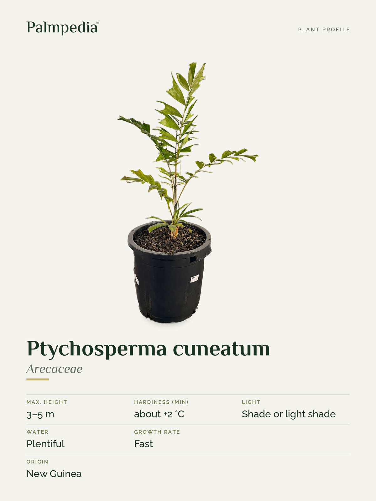 Ptychosperma cuneatum – plant profile