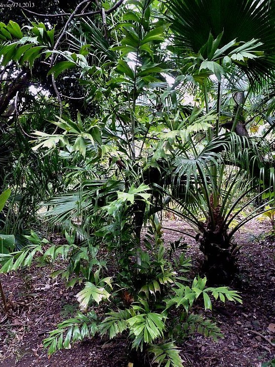 Ptychosperma cuneatum – in habitat