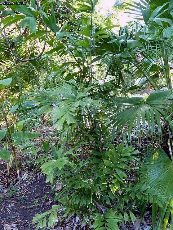 Ptychosperma cuneatum – in habitat