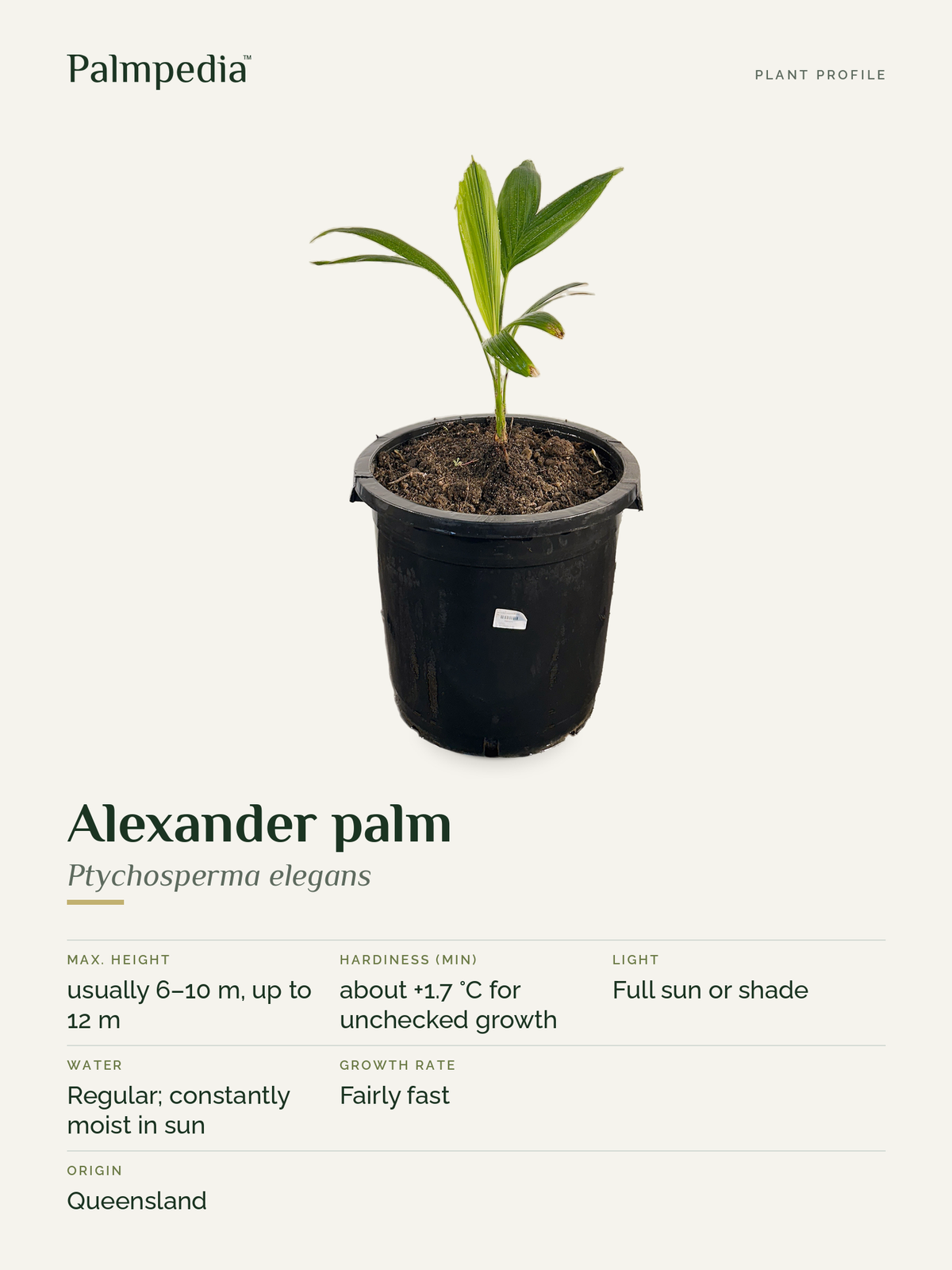 Ptychosperma elegans – plant profile