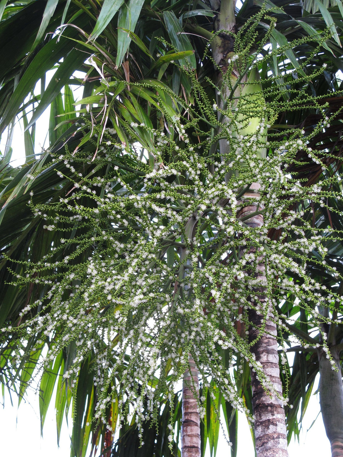 Ptychosperma elegans – mature plant
