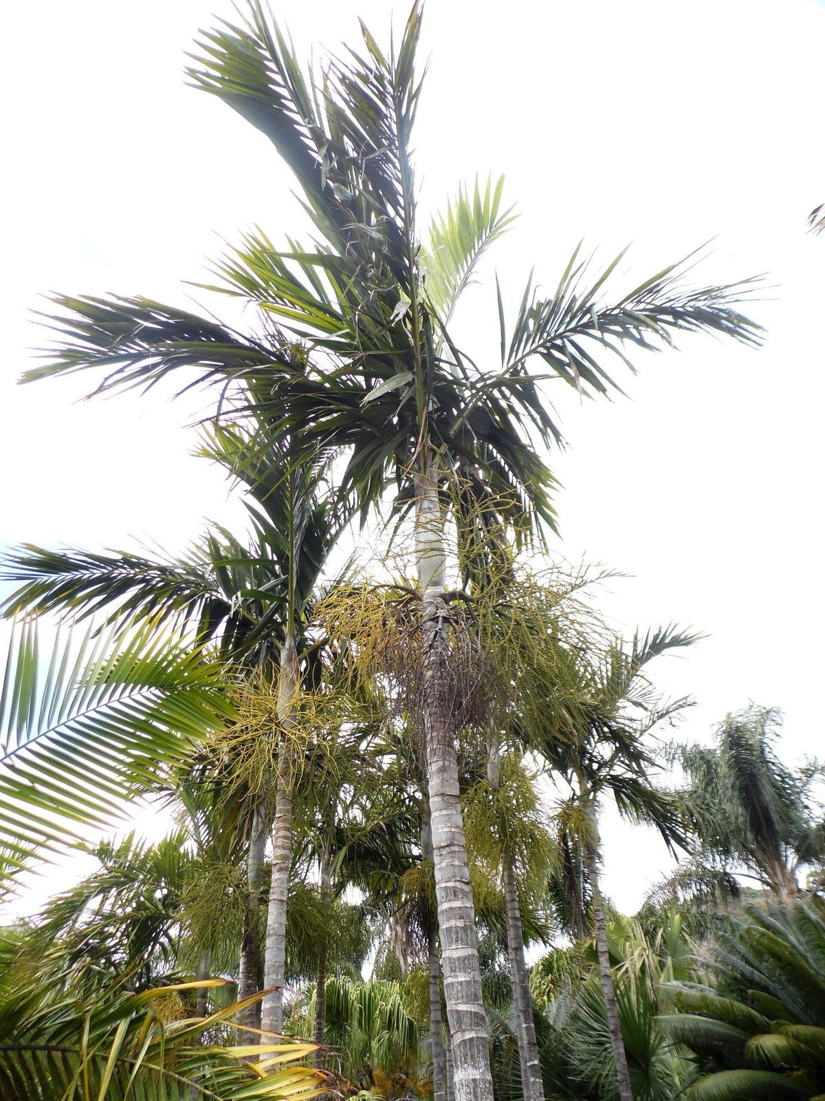 Ptychosperma elegans – mature plant