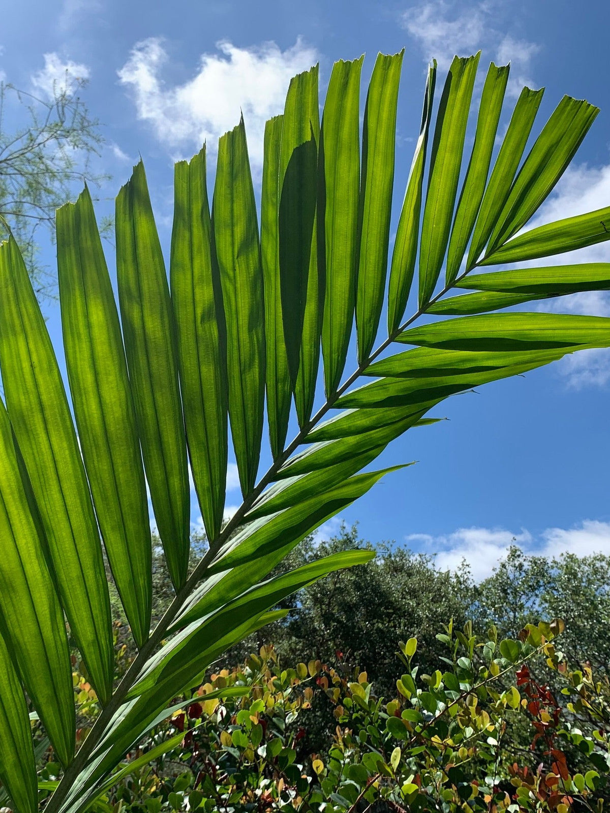 Ptychosperma elegans – leaves of a mature palm