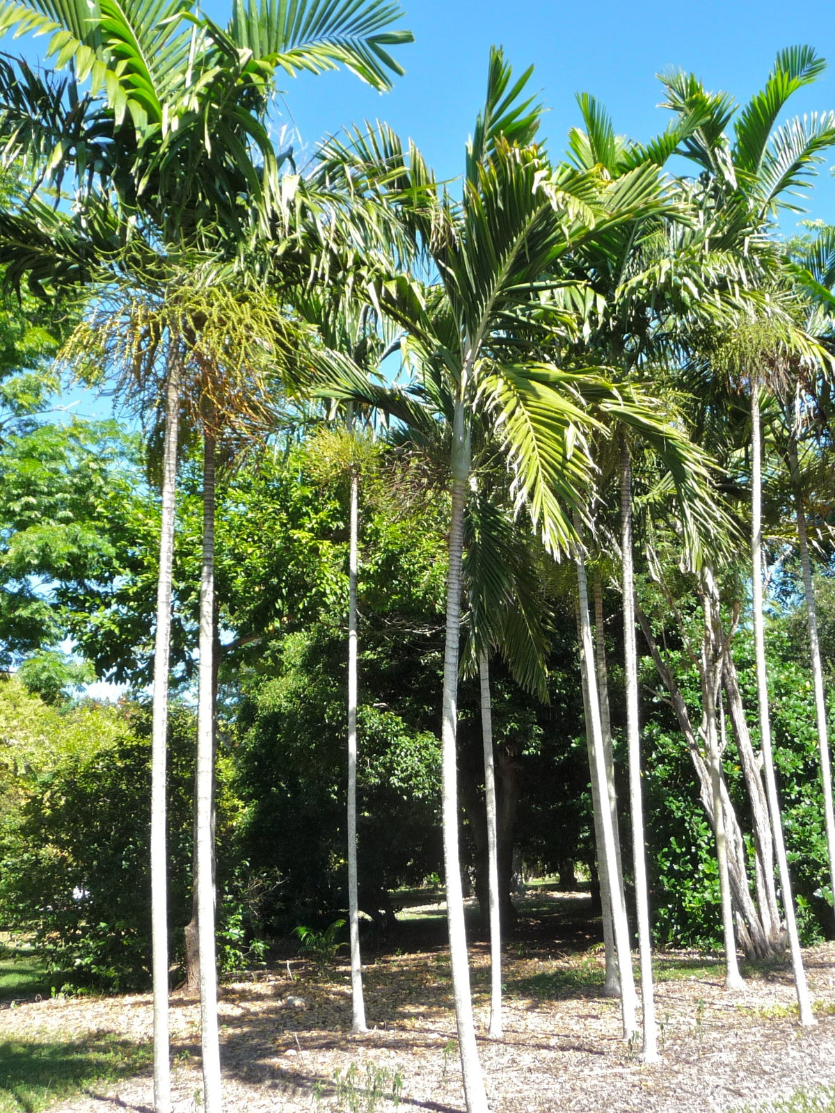 Ptychosperma elegans – in habitat
