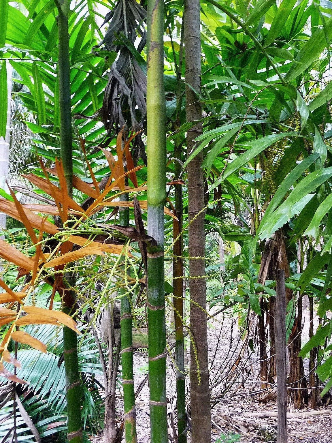 Ptychosperma microcarpum – mature plant