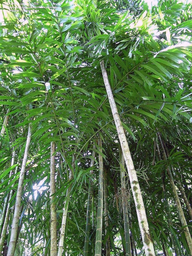 Ptychosperma microcarpum – mature plant