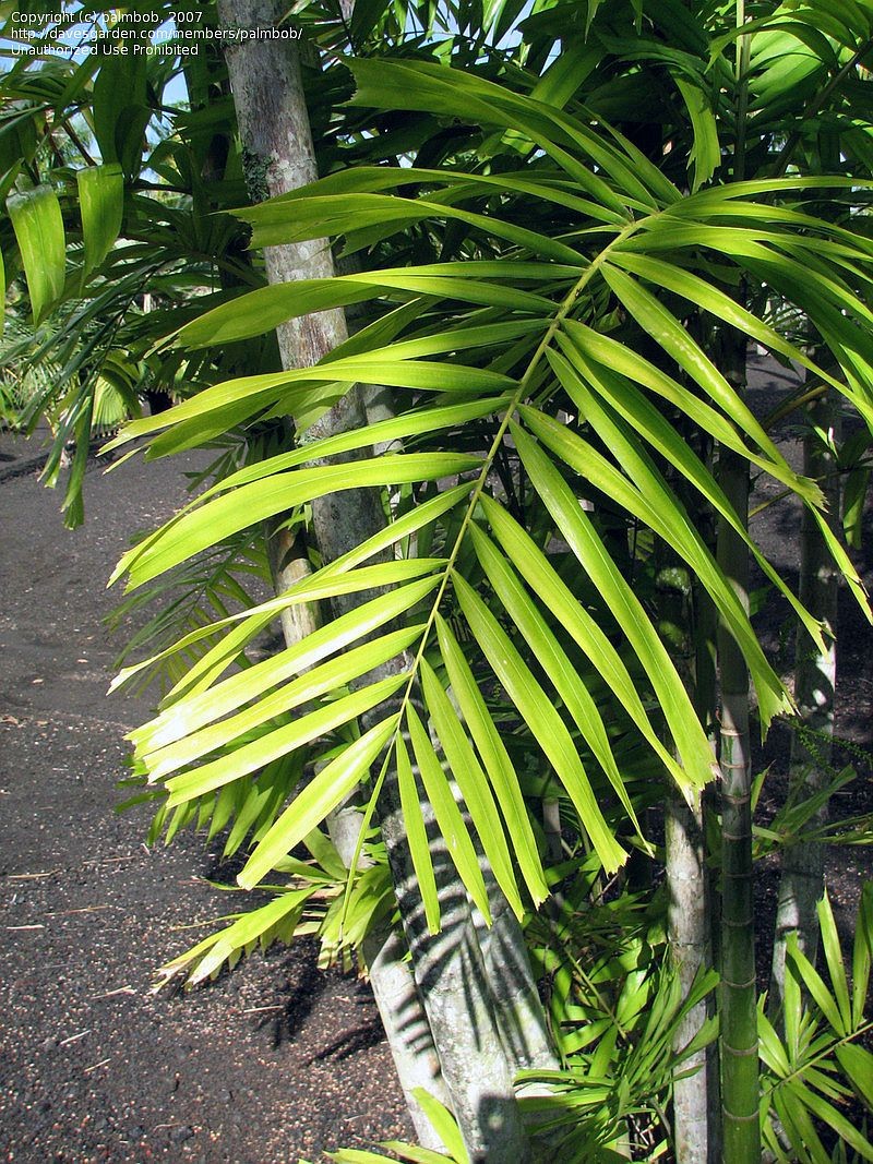 Ptychosperma microcarpum – in habitat