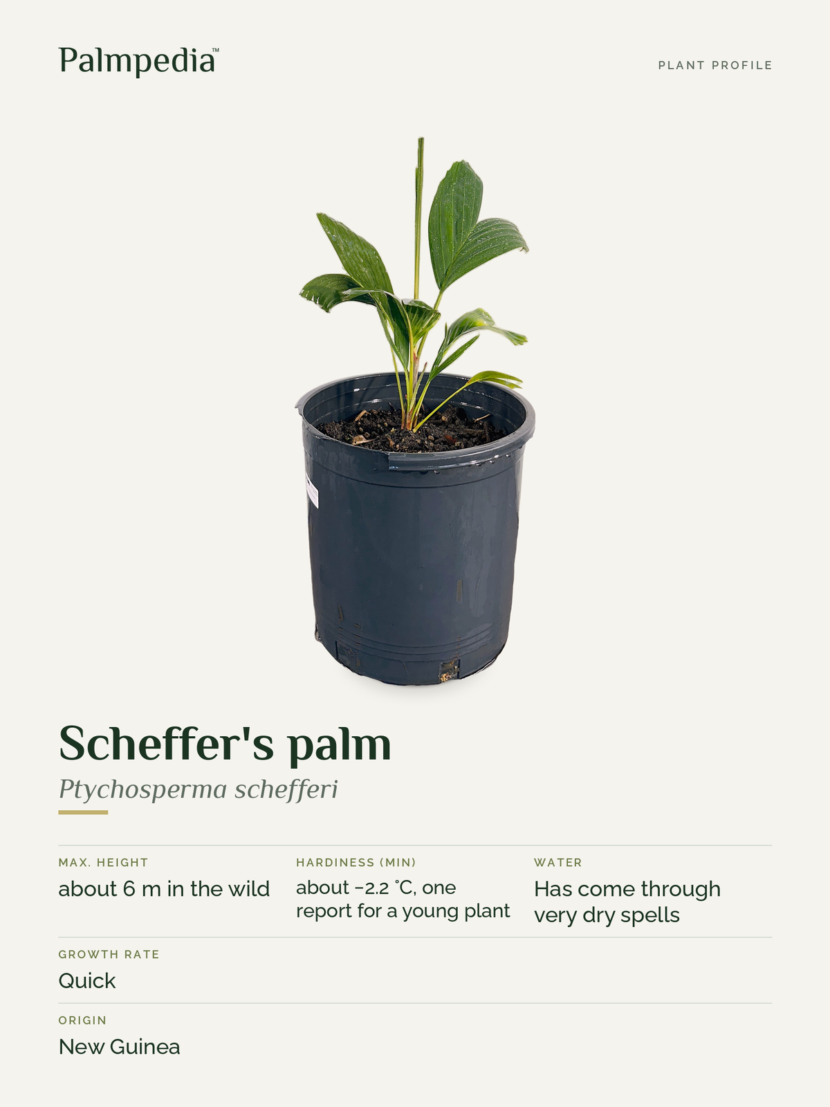 Ptychosperma schefferi – plant profile
