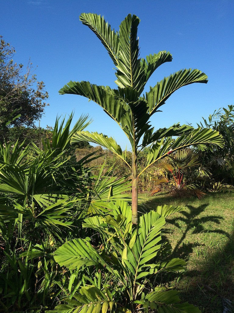 Ptychosperma schefferi – mature plant