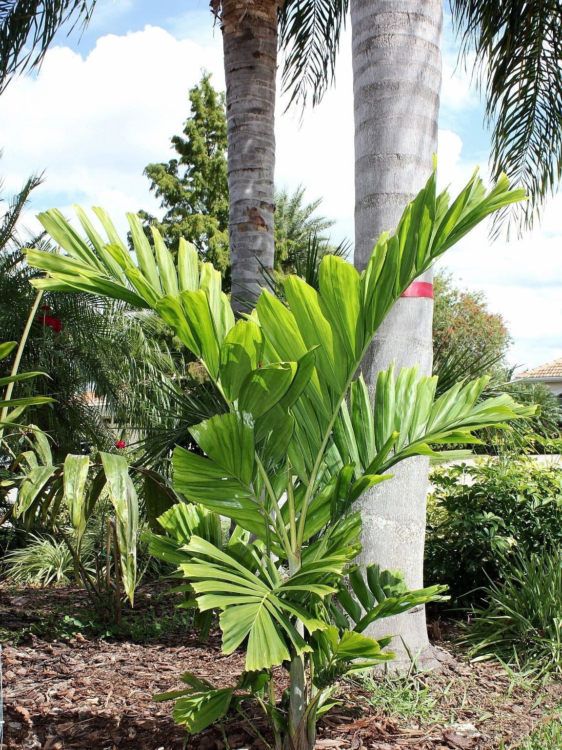 Ptychosperma schefferi – mature plant