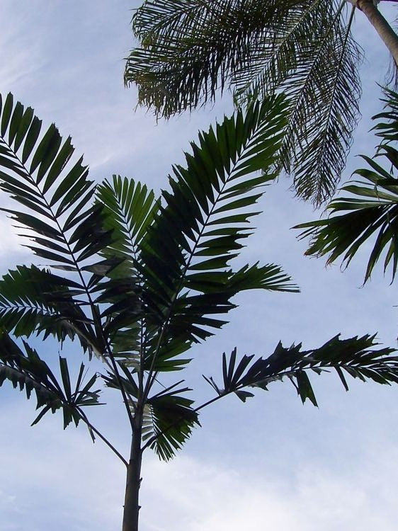 Ptychosperma schefferi – mature plant