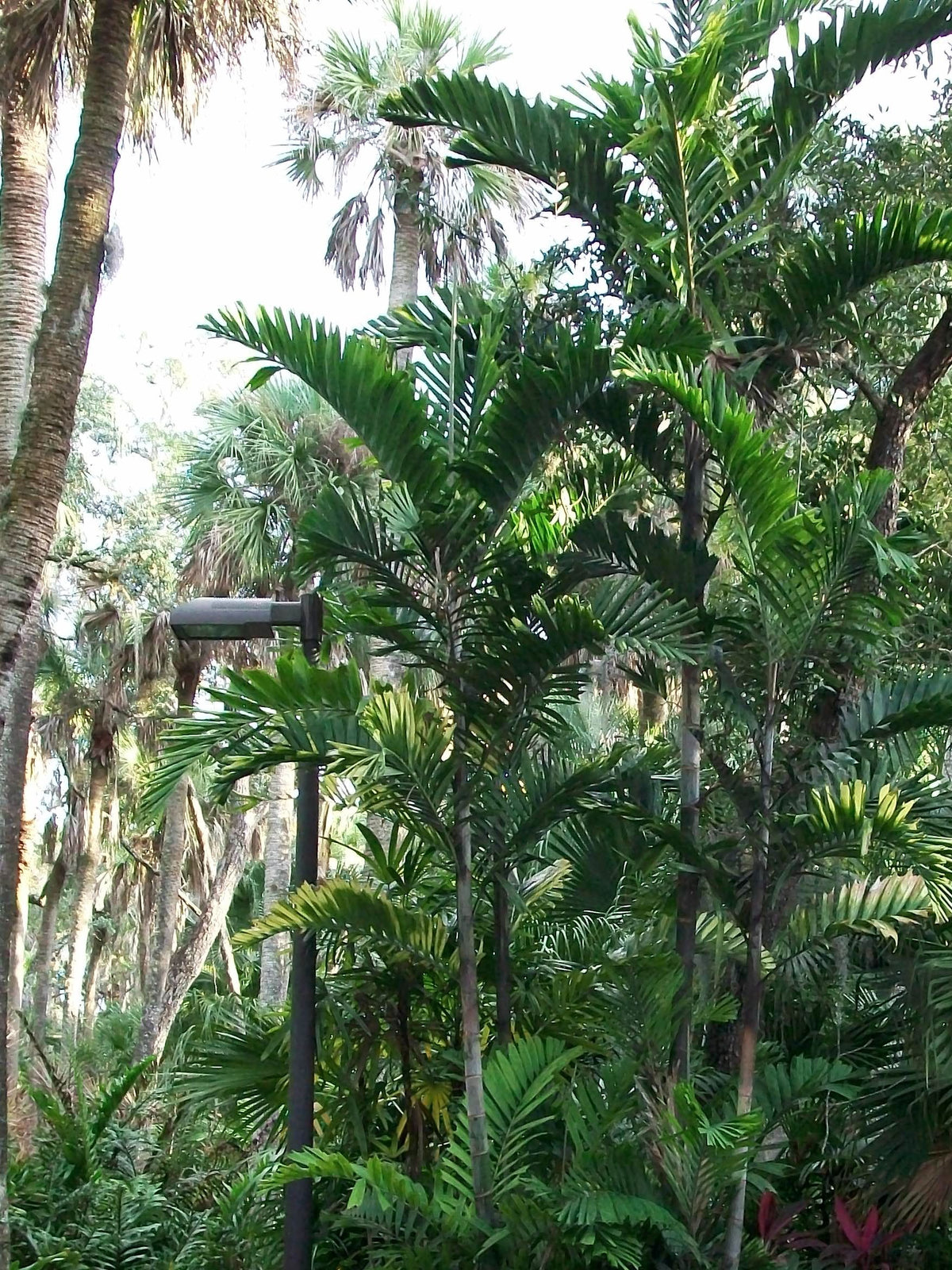 Ptychosperma schefferi – in habitat