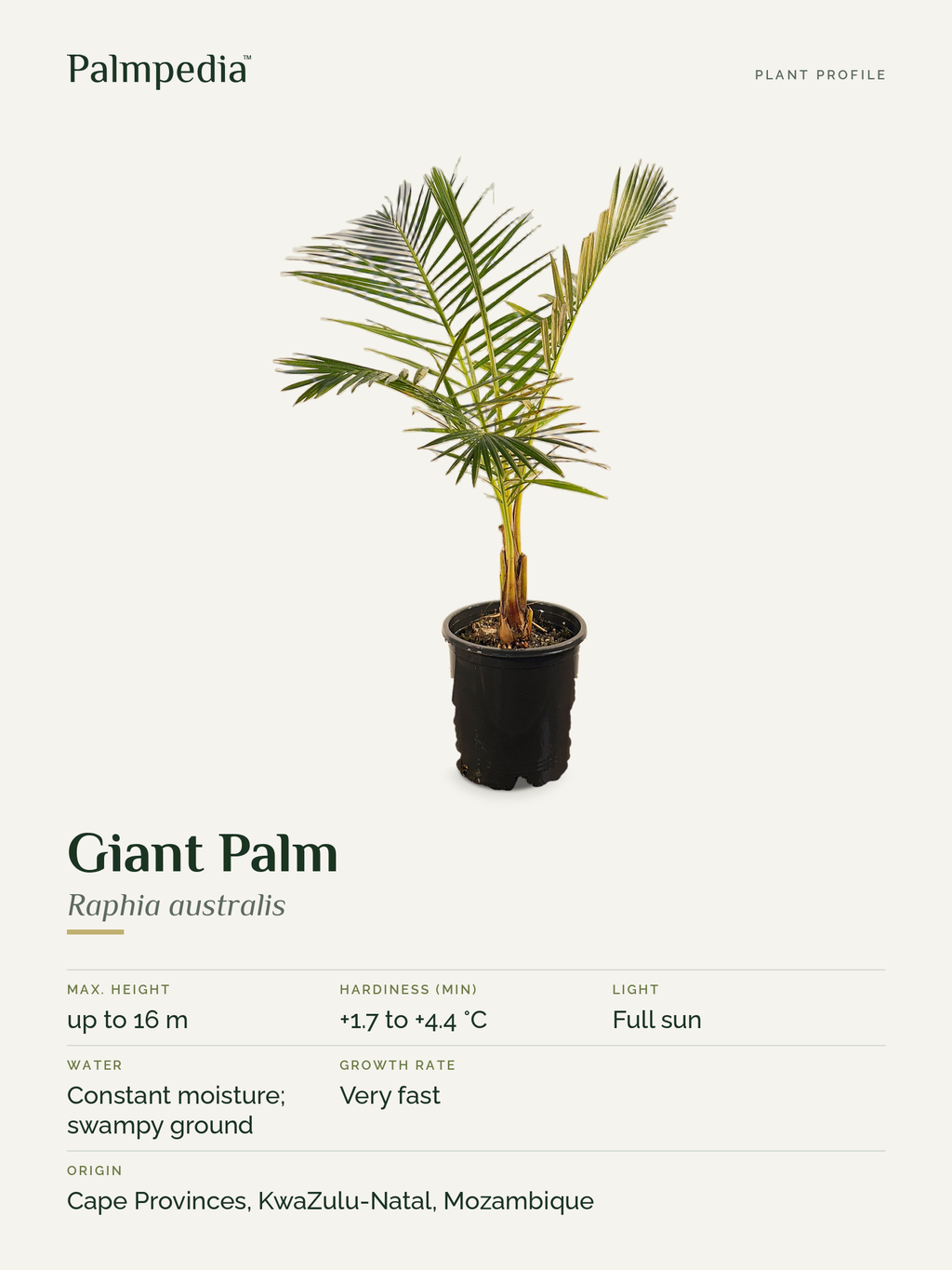 Raphia australis – plant profile