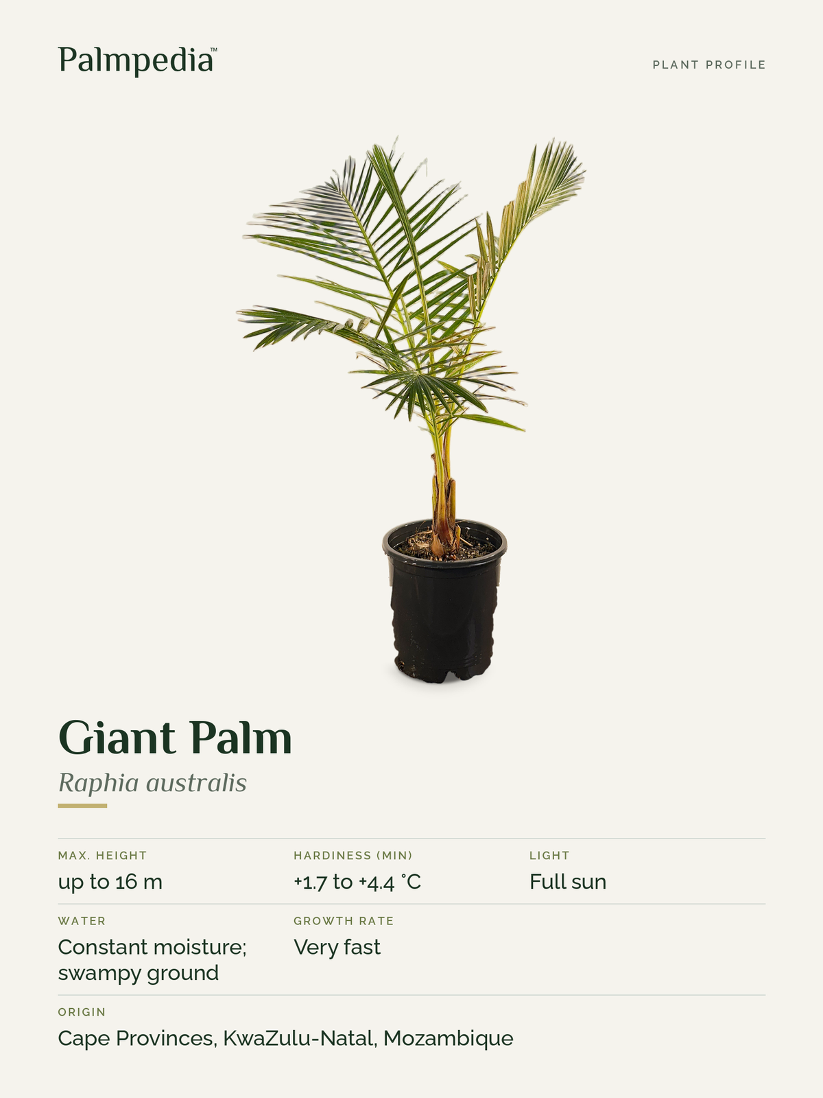 Raphia australis – plant profile