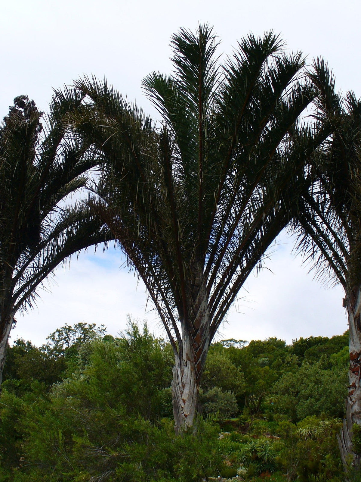 Raphia australis – mature plant