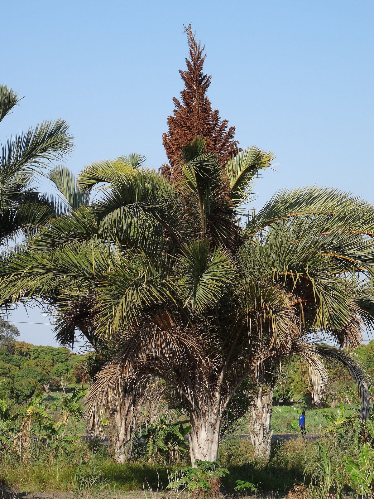 Raphia australis – mature plant