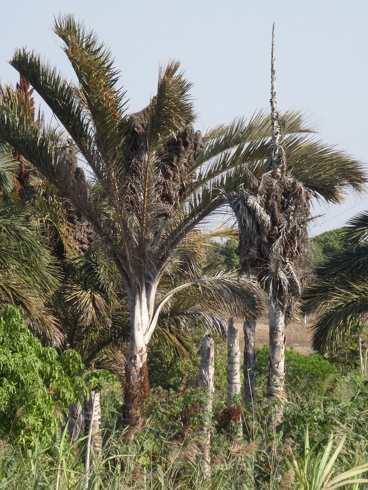 Raphia australis – mature plant