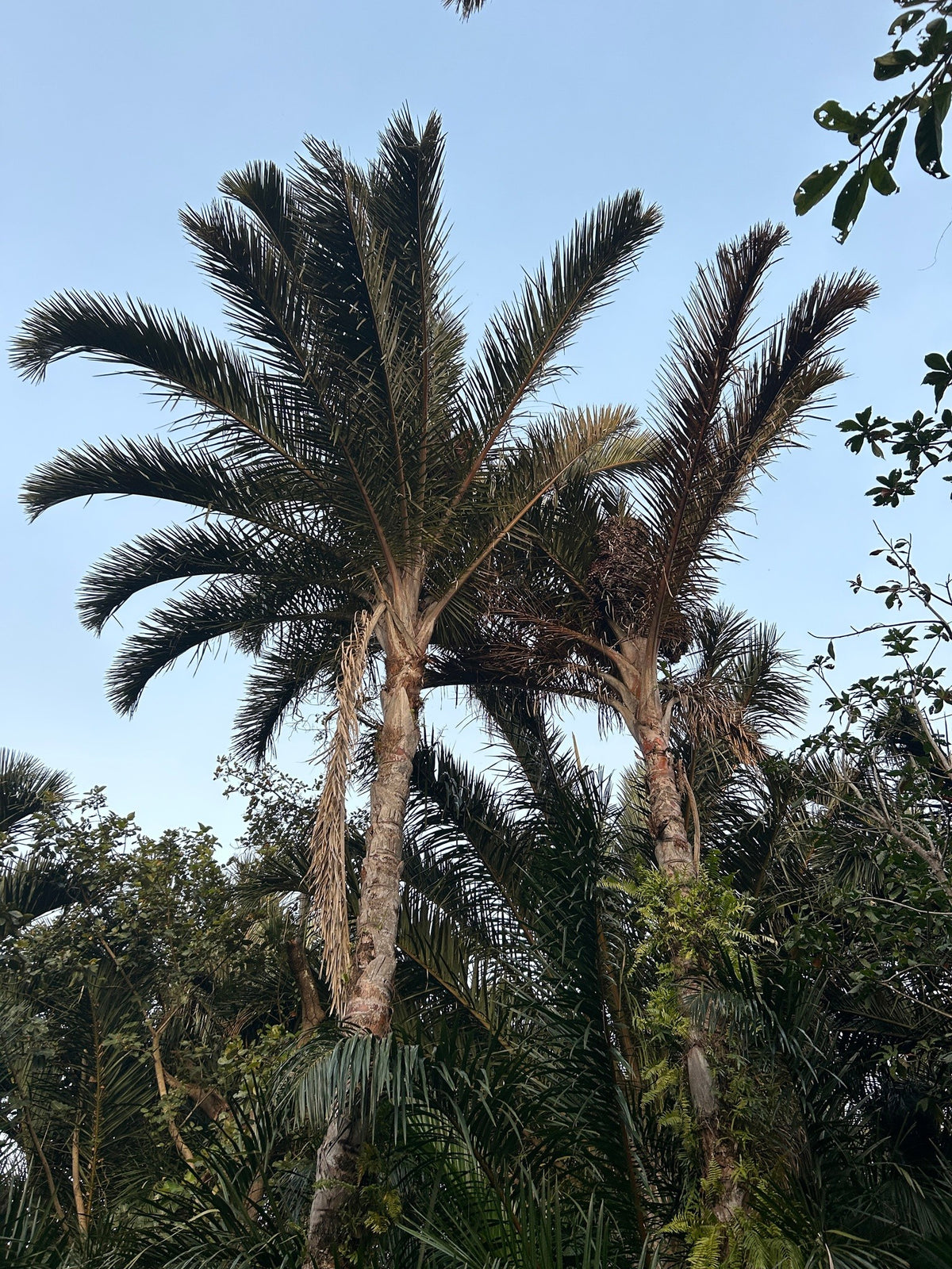 Raphia australis – in habitat