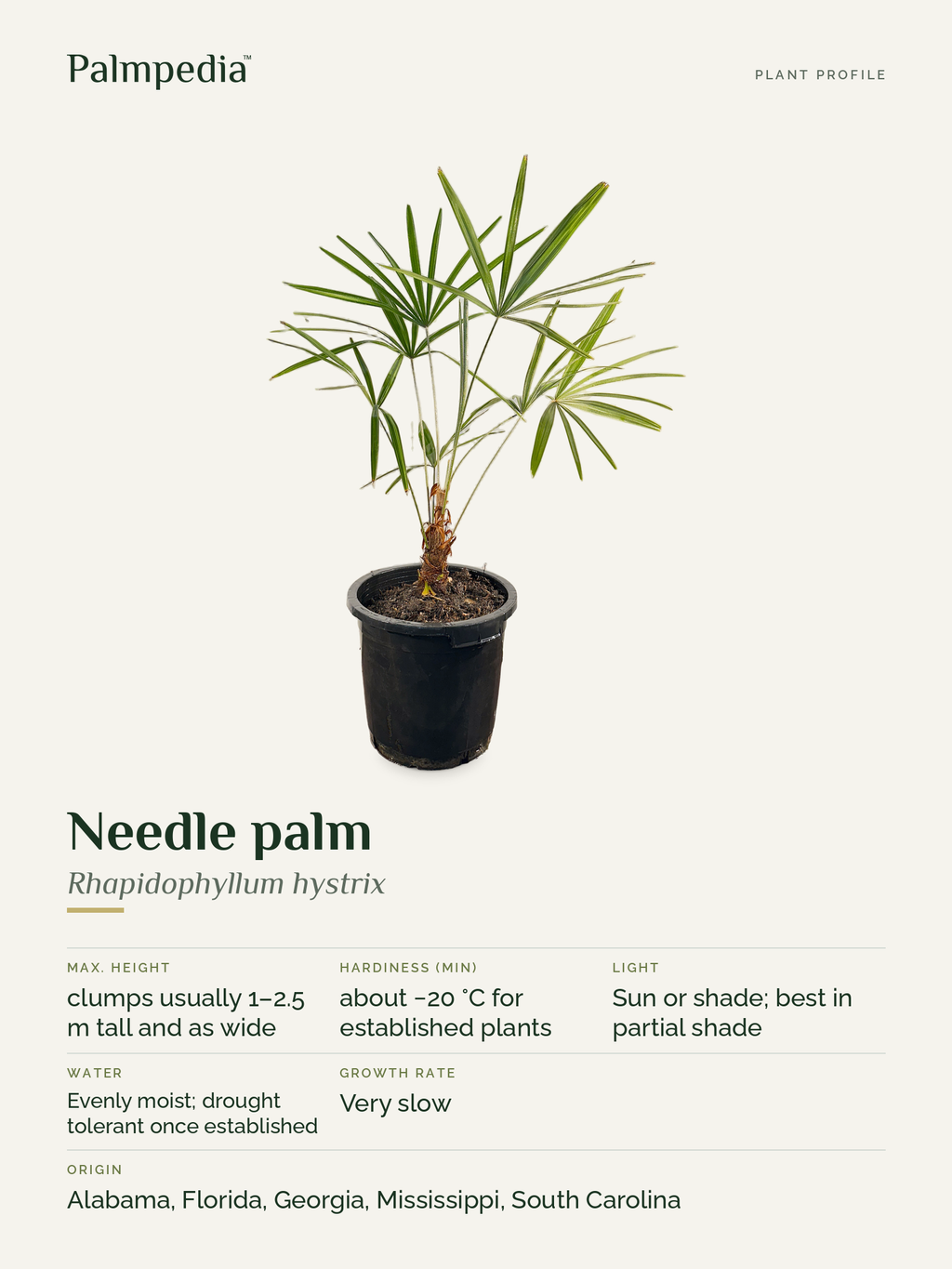 Rhapidophyllum hystrix – plant profile