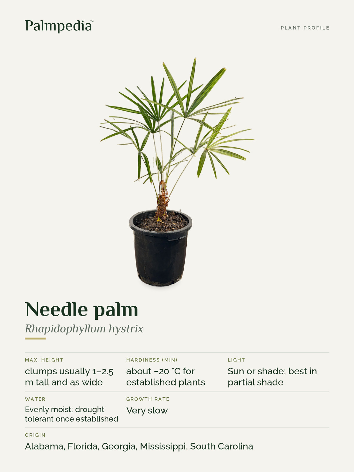 Rhapidophyllum hystrix – plant profile