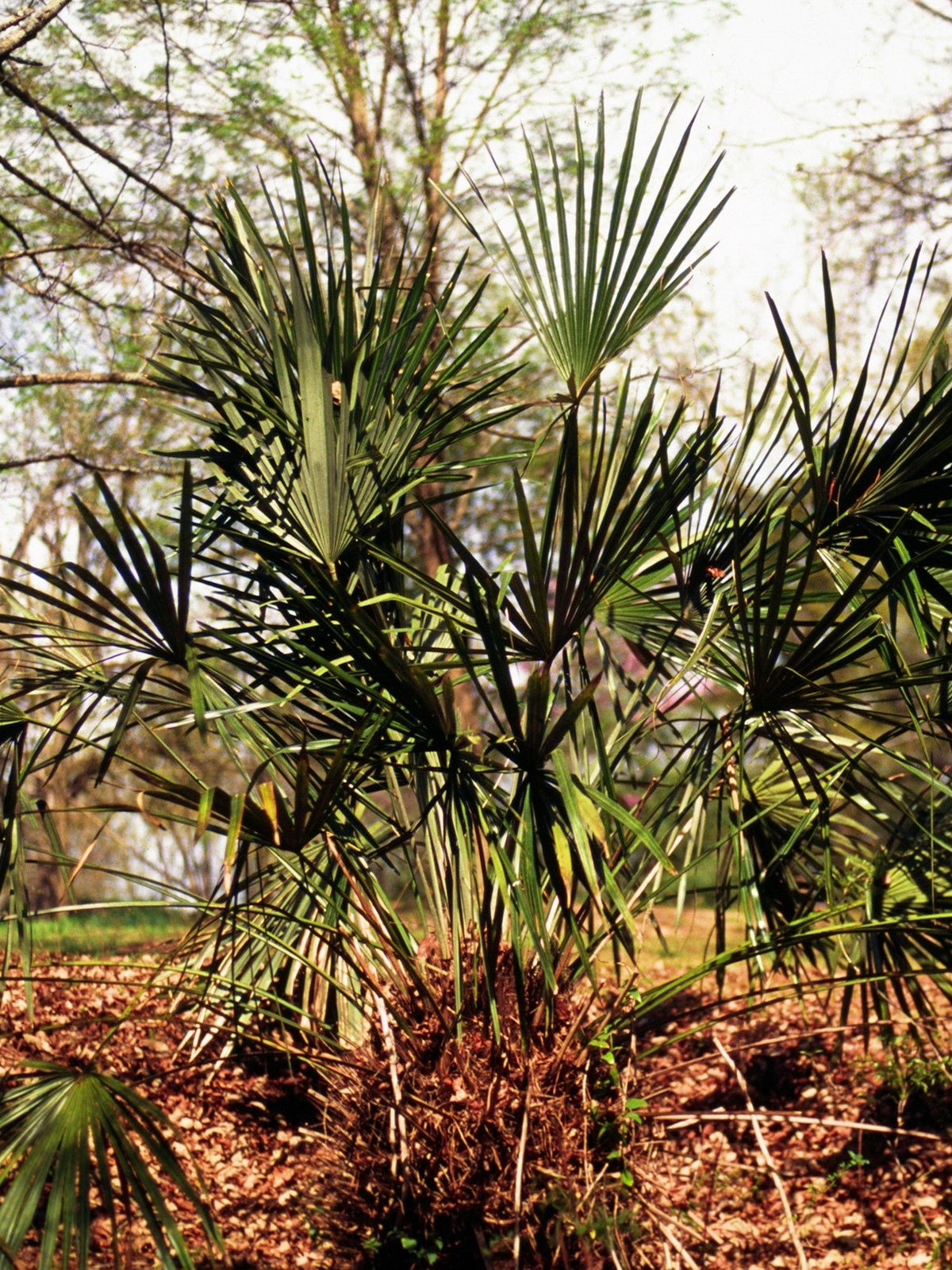Rhapidophyllum hystrix – mature plant