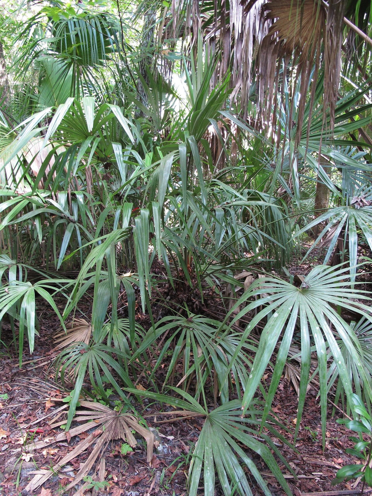 Rhapidophyllum hystrix – mature plant