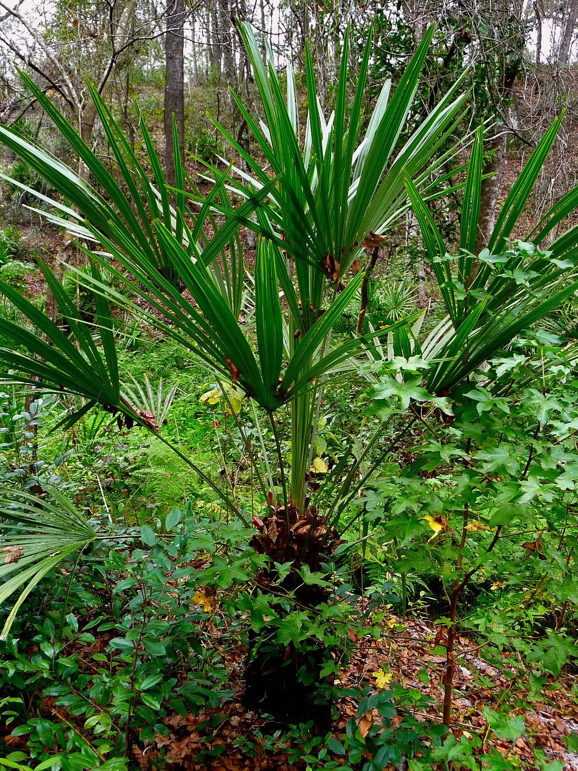 Rhapidophyllum hystrix – in habitat