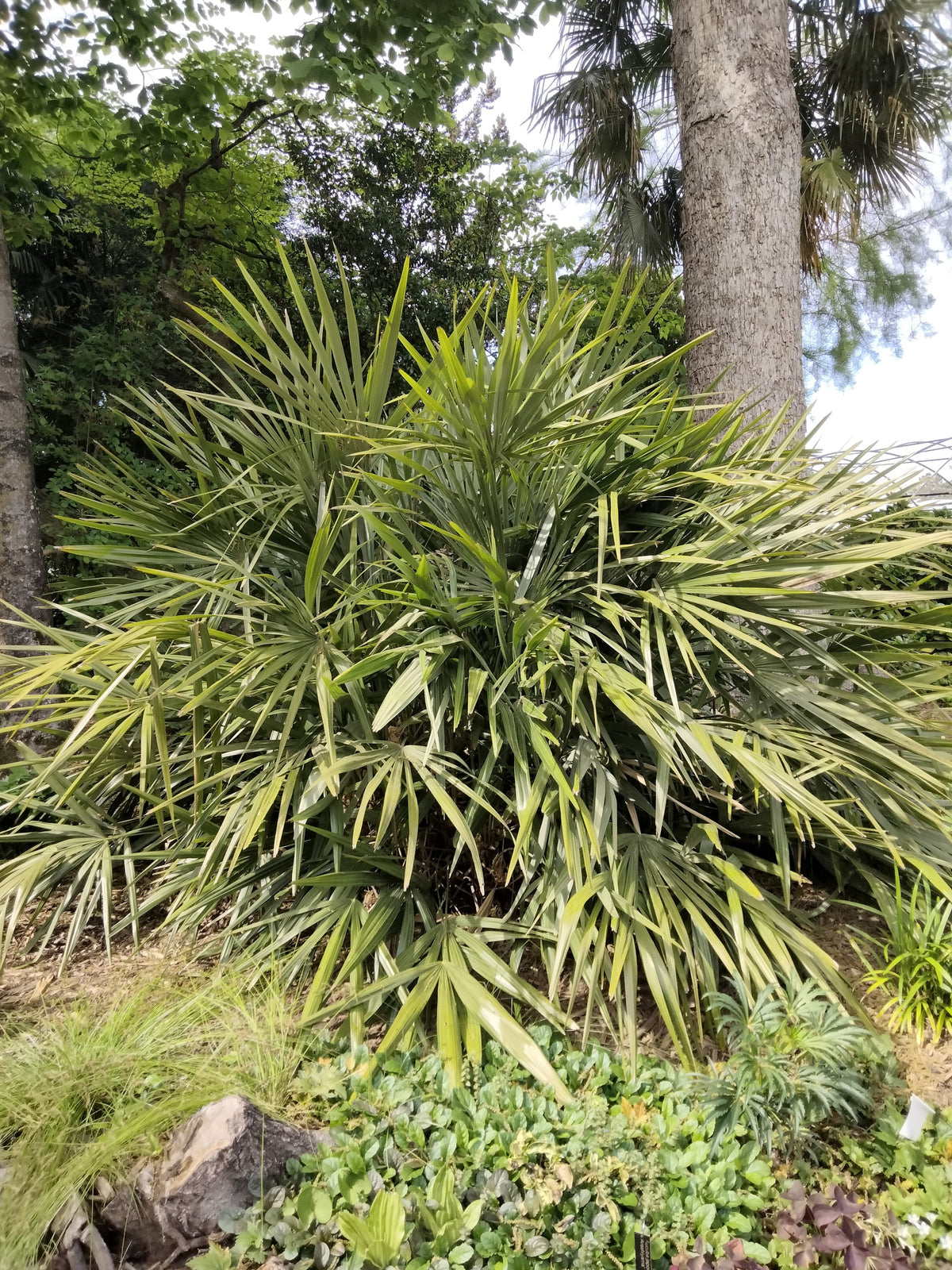 Rhapidophyllum hystrix – in habitat