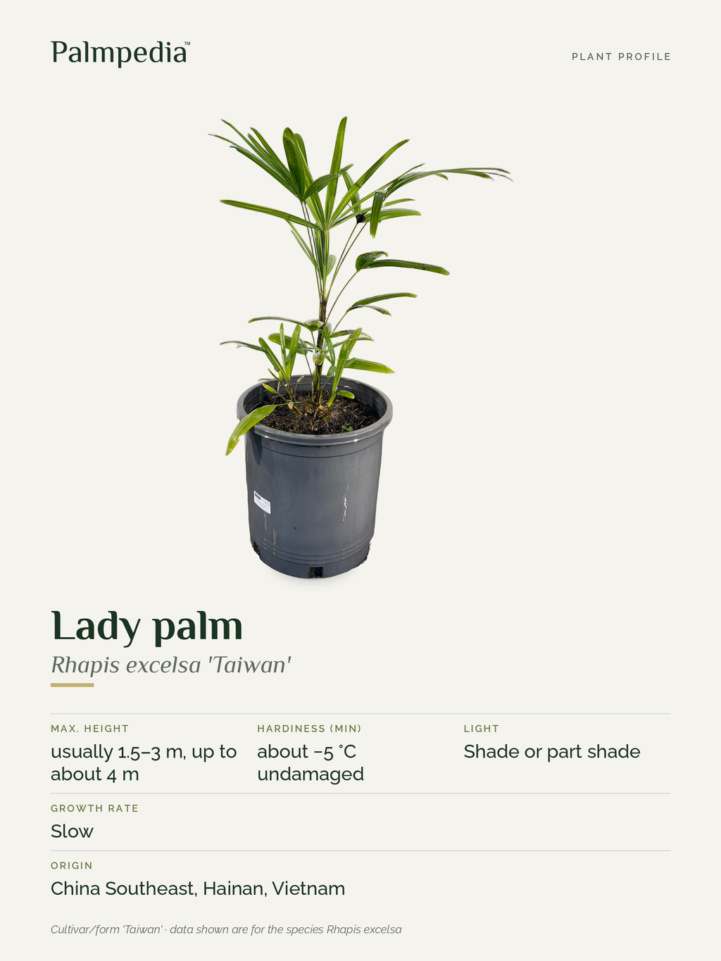 Rhapis excelsa 'Taiwan' – plant profile