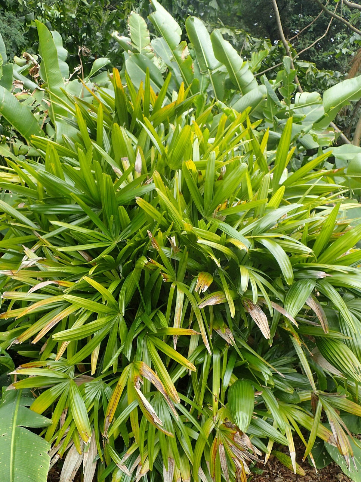 Rhapis excelsa (species) – mature plant