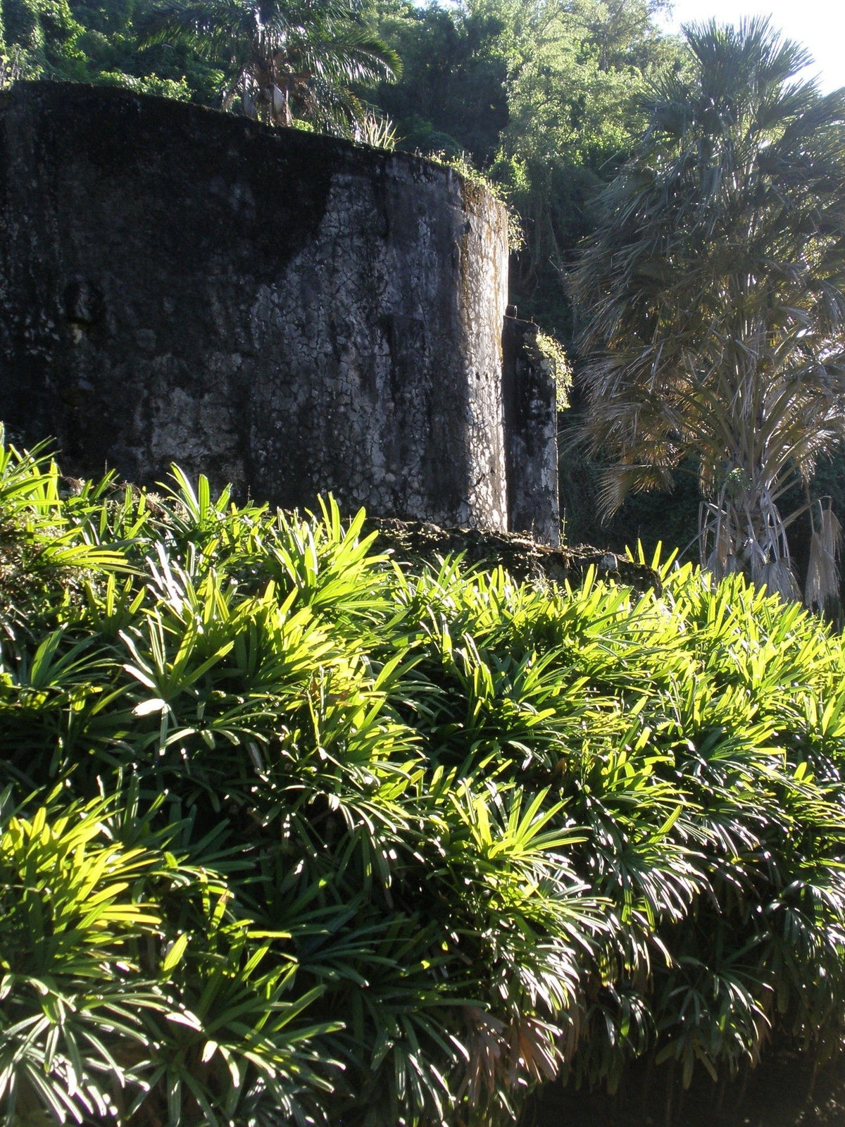Rhapis excelsa (species) – mature plant