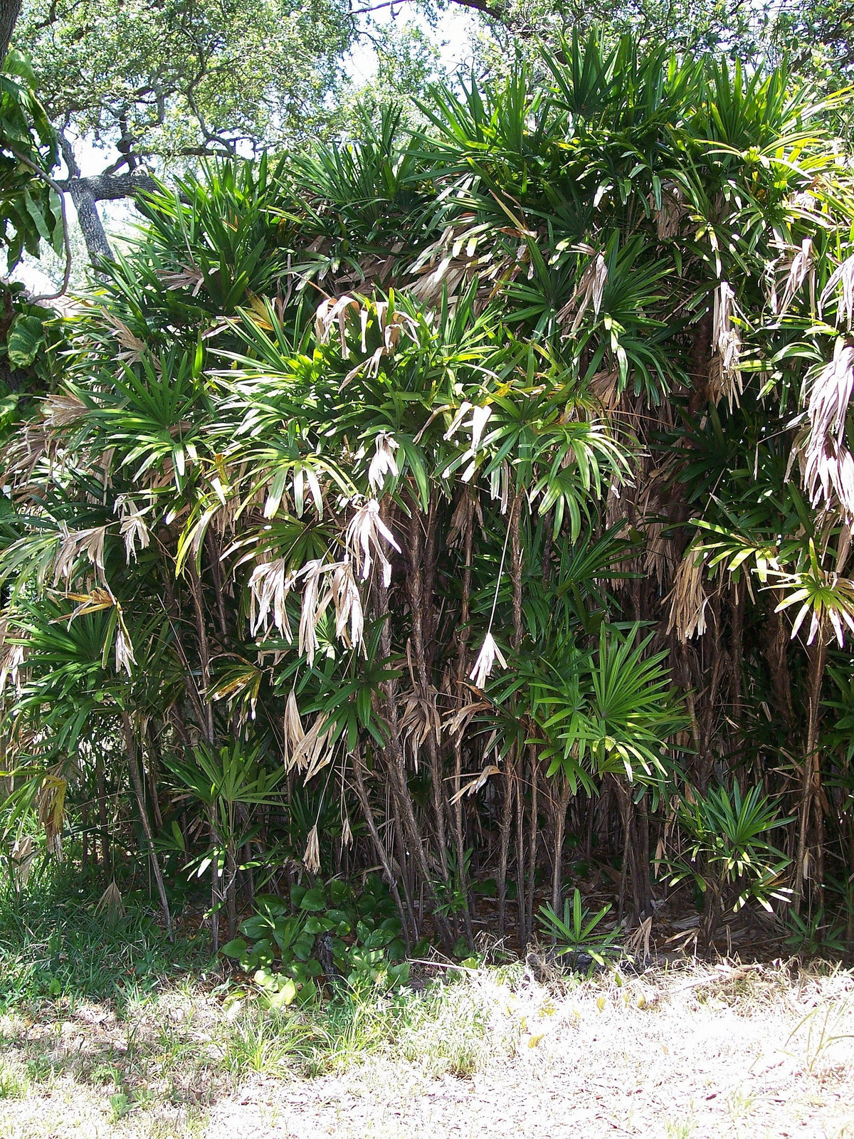 Rhapis excelsa 'Taiwan' – in habitat