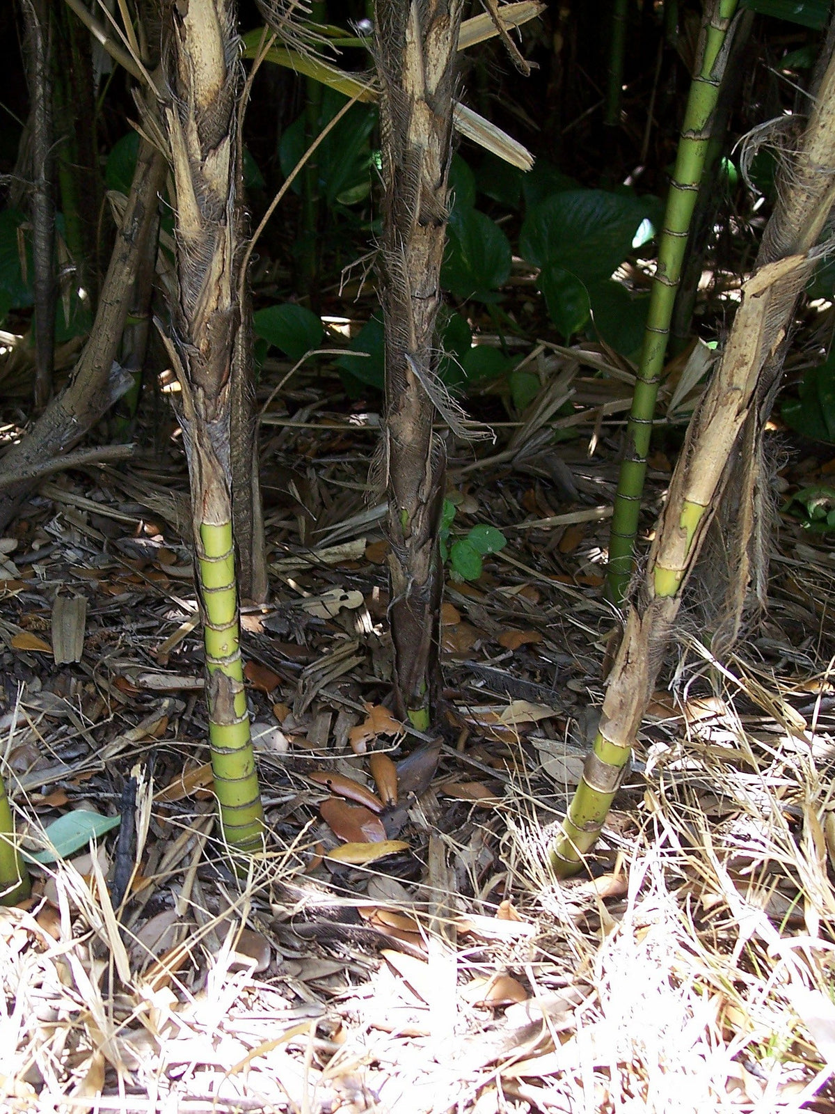 Rhapis excelsa 'Taiwan' – in habitat