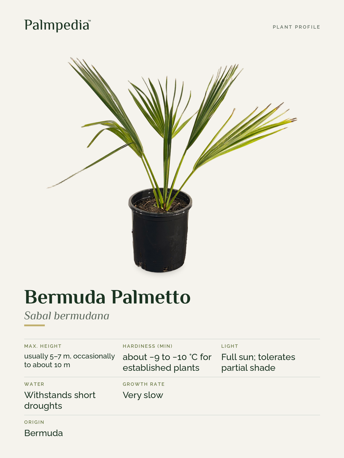 Sabal bermudana – plant profile